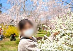 【美知代さん】兵庫の厄除け八幡宮の桜庭園にて。普段は撮影を「されたくない人」だそうですが、桜・レンギョウ・ユキヤナギの魔法にかかり、笑顔がきらりん！